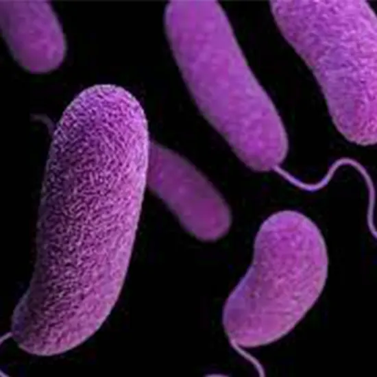 Vibrio Parahaemolyticus Enteritis